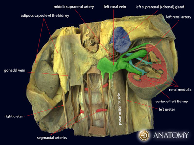 4D Anatomy